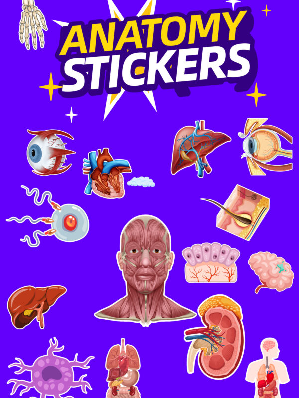 Anatomy & Physiology Stickers (330+ Pack) – Educational Medical Stickers for Biology Students & Teachers